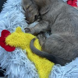 Dachshund Puppies from HP Dachs