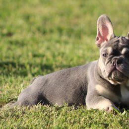 French Bulldog Puppies from Texas Top Notch Frechies