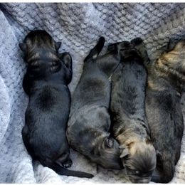 German Shepherd Puppies from Blue Line Shepherds