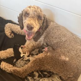 Kashe - Bernedoodle