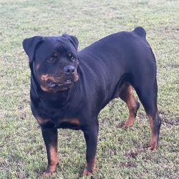 Nelly - Rottweiler
