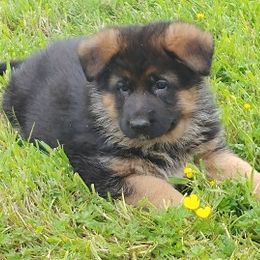  Puppies from Chinook Valley Farm