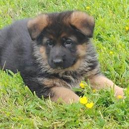  Puppies from Chinook Valley Farm