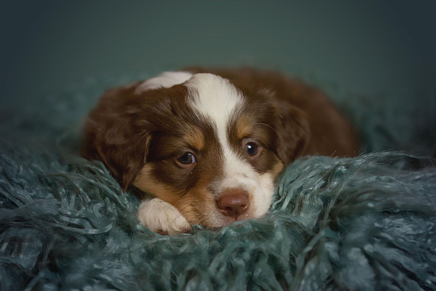 Toy Aussies, Gunslinger Mini and Toy Aussies