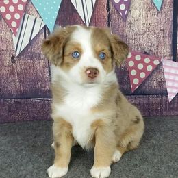 Cavapoo and Aussiedoodle Puppies from Blue Diamond Puppies