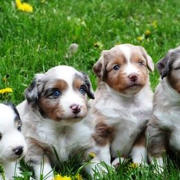 Blue Moon Mini Aussies breeder of 