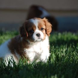Cavalier King Charles Spaniel and Rottweiler Puppies from Nighthawk Rottweilers & Cavalier King Charles Spaniels