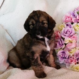 Shichon and Aussiedoodle Puppies from PTK Ranch