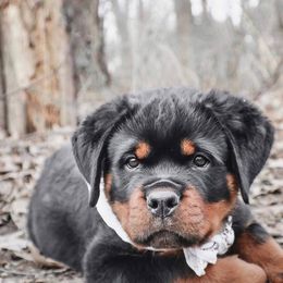Rottweiler Puppies from Rose Red Rottweilers