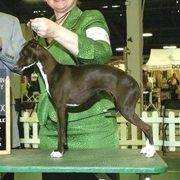 Clipsey - Italian Greyhound
