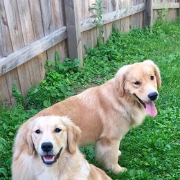 Golden Retriever All Grown Up from Nevani Goldens