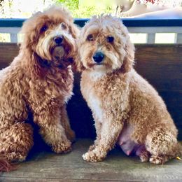 chloe - Goldendoodle