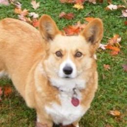 Chase - Pembroke Welsh Corgi