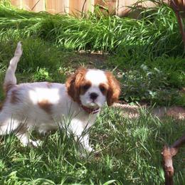 Kelton Cavaliers  breeder of Cavalier King Charles Spaniel