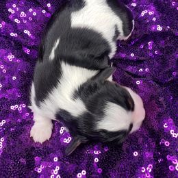 Cavalier King Charles Spaniel Puppies from Alexandra's Royal Cavaliers