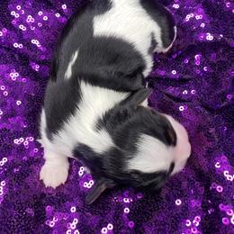 Cavalier King Charles Spaniel Puppies from Alexandra's Royal Cavaliers