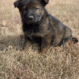 German Shepherd Puppies from Lost Creek German Shepherds LLC