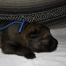 German Shepherd Puppies from Freeze Farms