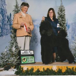 Standard Poodle Puppies from D and D Standard Poodles