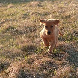 Newfoundland Retrievers breeder of Labrador Retriever
