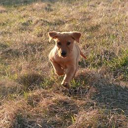Newfoundland Retrievers breeder of Labrador Retriever