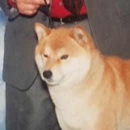 Shiba Inu adult dog