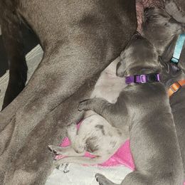 Bernese Mountain Dog and Great Dane Puppies from Stonebrook Gentle Giants