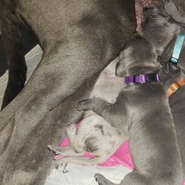 Bernese Mountain Dog and Great Dane Puppies from Stonebrook Gentle Giants