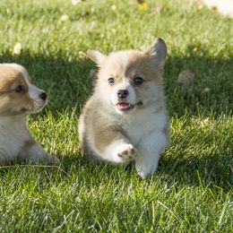 Pembroke Welsh Corgi Puppies from Half Hitch Corgis