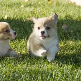 Pembroke Welsh Corgi Puppies from Half Hitch Corgis