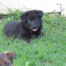 German Shepherd Puppies from Freeze Farms