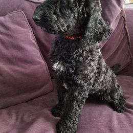 Poodle Puppies from Bouquet of Poodles