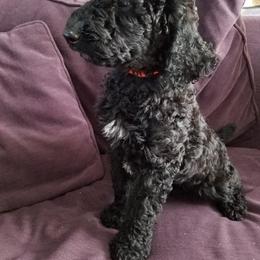 Poodle Puppies from Bouquet of Poodles