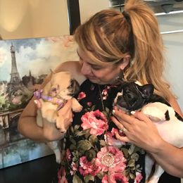 French Bulldog Puppies from Bouledogue Royal