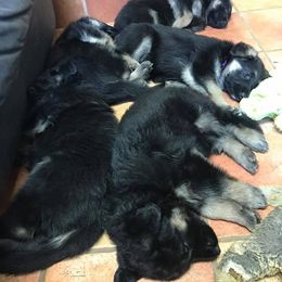 German Shepherd Puppies from Golden Breed German Shepherds