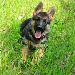 Australian Shepherd Puppies from Waldo German Shepherd Dogs