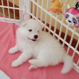 Samoyed Puppies from Seaside Samoyeds