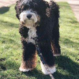 Bernedoodle Puppies from Alpine Bernedoodles