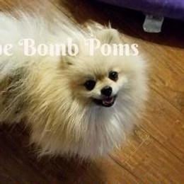 Leeto - Pomeranian