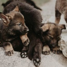 German Shepherd Puppies from Meaurroway Opessa Shepherds