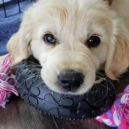 Golden Retriever Puppies from Sleepy Morning Golden's
