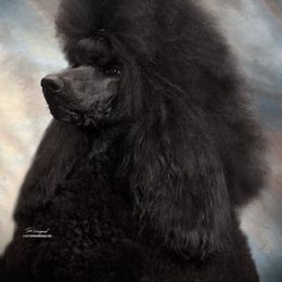 Torrie - Standard Poodle