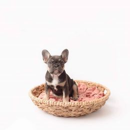 French Bulldog Puppies from Baker Built Frenchies