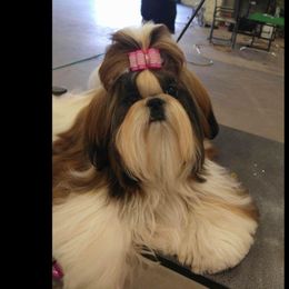 Shih Tzu All Grown Up from Sing-Yu Shih Tzu