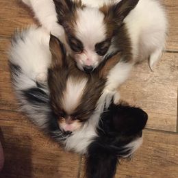 Papillon Puppies from Heise Papillons