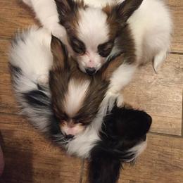 Papillon Puppies from Heise Papillons