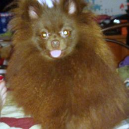 Snickers - Pomeranian