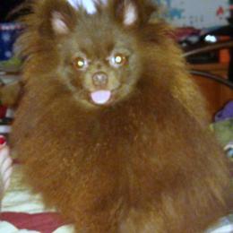 Snickers - Pomeranian