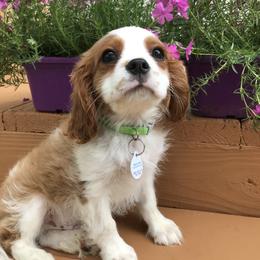 Cavalier King Charles Spaniel Puppies from Hotchkiss Cavaliers