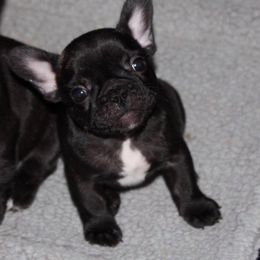 French Bulldog Puppies from Encore French Bulldogs